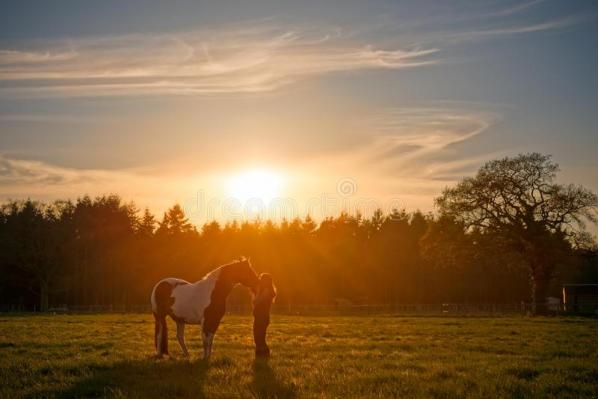 Cheval de caresse de fille au coucher du soleil 63915587