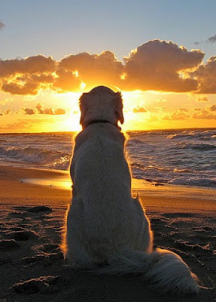 Chien devant coucher de soleil