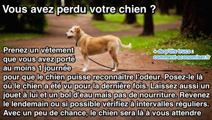 Comment retrouver chien perdu