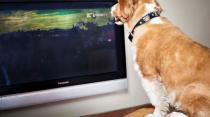 Dog tv 1 5133410