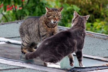 Http www cliniqueveterinairecroizat fr uploads cliniqueveterinairecroizat html bagarre 20chat