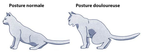 Infection vessie chat reconnaitre posture