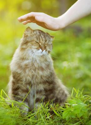 Soins energetiques sur les chats chiens cheval reiki