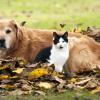 Vomiting regurgitation and expectoration in cats and dogs the difference 5273a28752e27